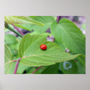 Search for ladybug posters Red
