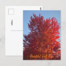 Search for fall tree postcards Autumn