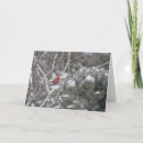 Search for male christmas cards Cardinal