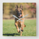 Search for german shepherd clocks Dog