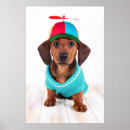 Search for dachshund posters Pet