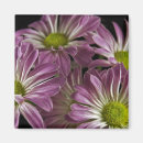 Search for multi region magnets Nature