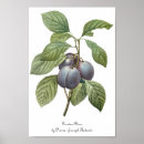 Search for vintage fruit posters Nature