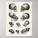 Search for human skulls posters Illustration