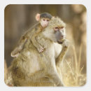 Search for baboon stickers Togetherness