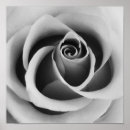 Search for black and white flowers posters Abstract