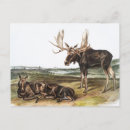 Search for cute moose postcards Deer