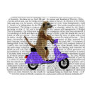 Search for lilacs magnets Flowers