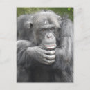 Search for chimpanzee postcards Animals