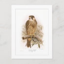 Search for hobbies postcards Bird