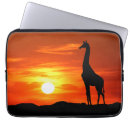 Search for 2 giraffes cases Sunset
