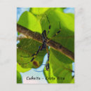 Search for orb postcards Web