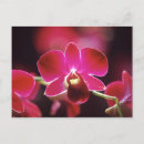 Search for wild orchid postcards Flower