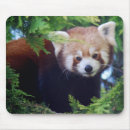 Search for red panda mousepads Nature