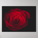 Search for roses on black background posters Floral