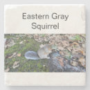 Search for gray squirrel Eastern