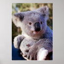 Search for koala bear posters Photography