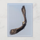 Search for eagle sky postcards Flying