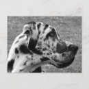 Search for working dog postcards Pets