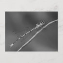Search for damselfly postcards Insect