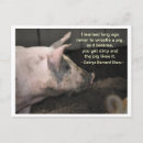 Search for farm pig postcards Swine