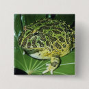 Search for frog square badges Amphibian