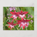 Search for gladiola postcards Floral