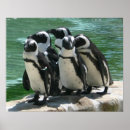 Search for penguin image posters Animals