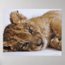 Search for animals in captivity posters Colour image