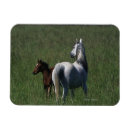 Search for arabs magnets Bob langrish