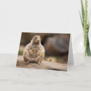 Search for prairie dog cards Marmot