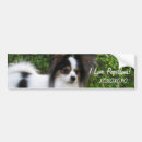 Search for papillon dog bumper stickers Puppies