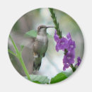 Search for ruby throated magnets Birds