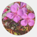 Search for begonia stickers Flowers