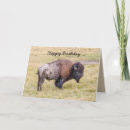 Search for bison birthday cards Animal