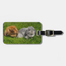 Search for dwarf rabbit accessories Bunnies