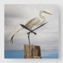 Search for birds clocks Egret