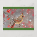 Search for birds of america postcards Northern cardinal