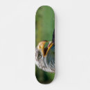 Search for eagle skateboards Sport