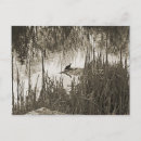 Search for pond life postcards Wildlife