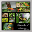 Search for habitats posters Butterflies