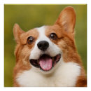 Search for square posters Pets