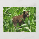 Search for black brown postcards Bear