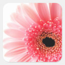 Search for pink gerbera stickers Garden