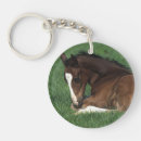 Search for warmbloods Equestrian