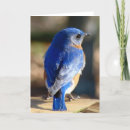 Search for blue bird easter cards Wildlife