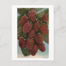 Search for lithographic postcards Chromo