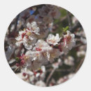 Search for cherry tree blossoms stickers Flower