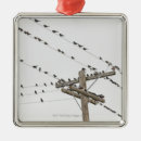 Search for big bird christmas tree decorations Birds