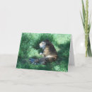 Search for amur cards Photography